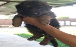 Pastor Alemán perros en venta: PASTOR ALEMAN PELO LARGO (BELLEZA) - Imagen 3