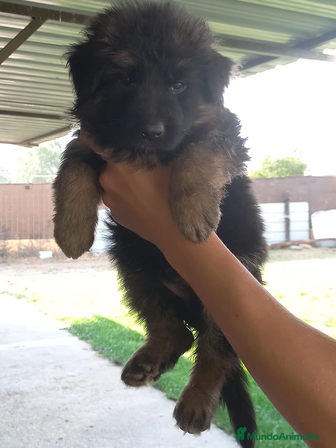 Pastor Alemán perros en venta: PASTOR ALEMAN PELO LARGO (BELLEZA) - Imagen 3