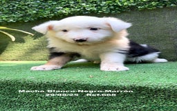 Border Collie perros en venta: Border Collie De Villa Biznaga - Imagen 5