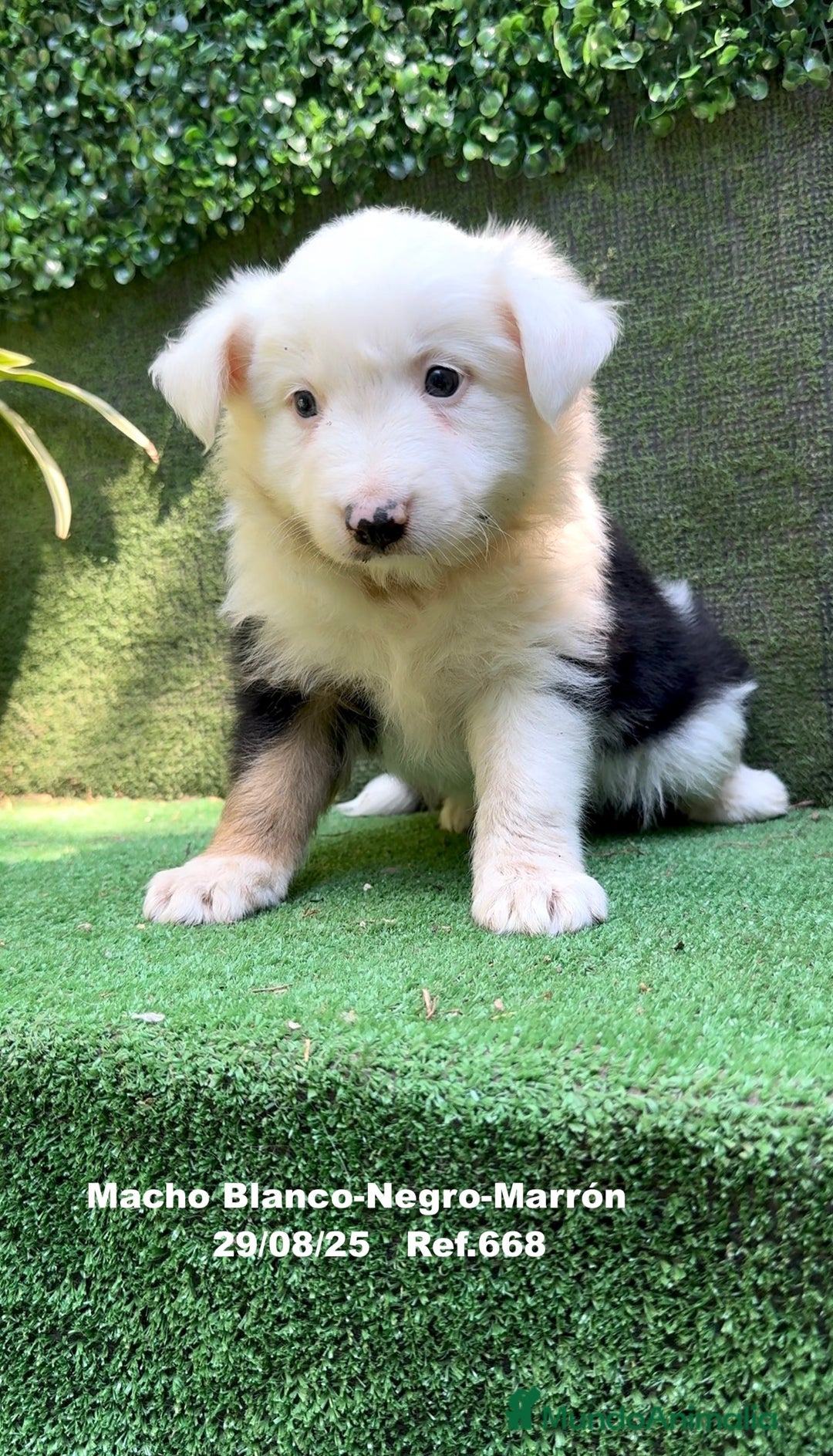 Border Collie perros en venta: Border Collie De Villa Biznaga - Imagen 5
