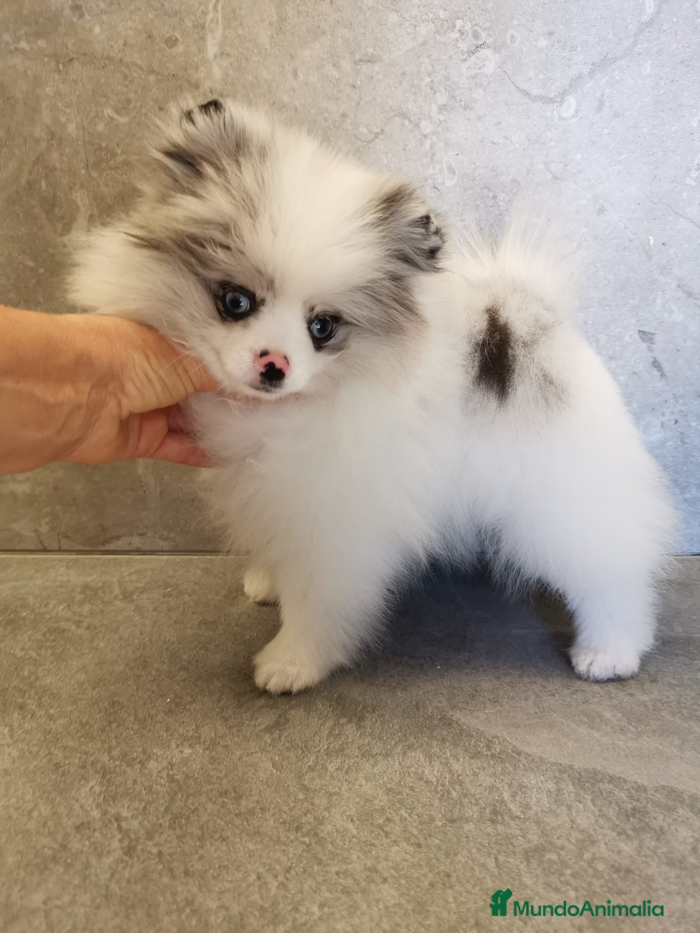Pomerania perros Pomerania TOY Merle ojos azules  - Anuncio 4