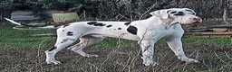 Dogo Alemán perros para monta: DOGO ALEMAN ARLEQUIN , MONTAS  - Anuncio 3