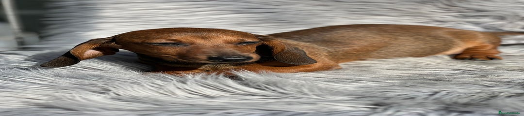 Teckel Miniatura Cachorro 2