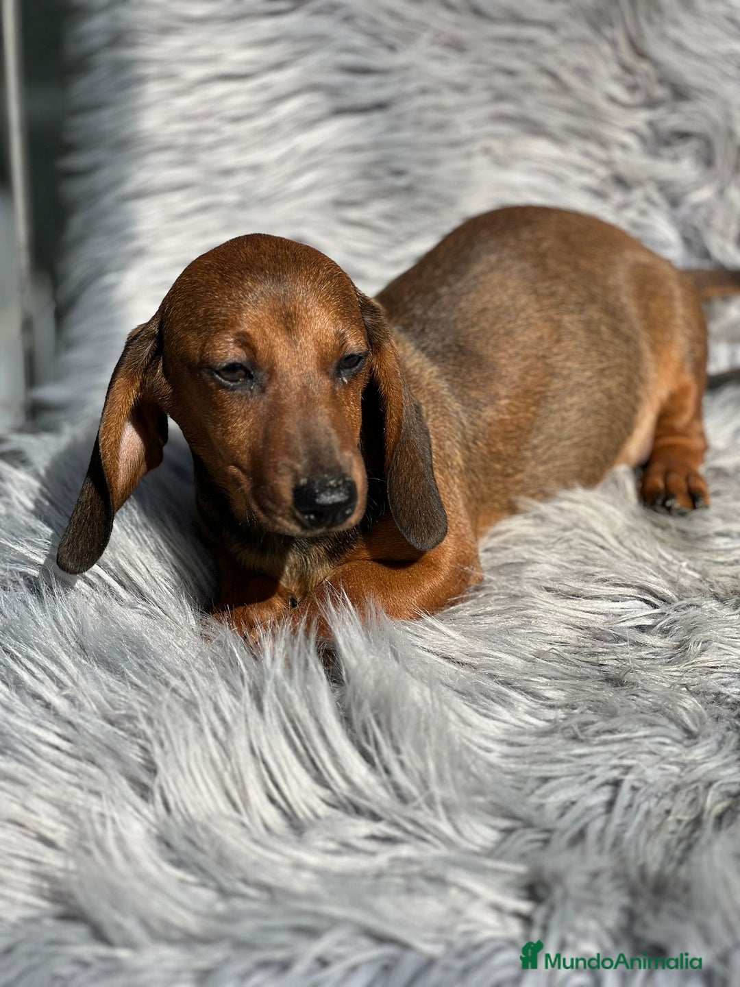 Teckel Miniatura perros en venta: Teckel rojo - Imagen 3