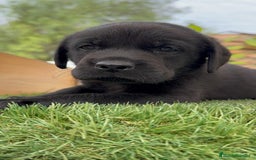 Labrador Retriever perros en venta: LABRADOR MACHO - Imagen 14