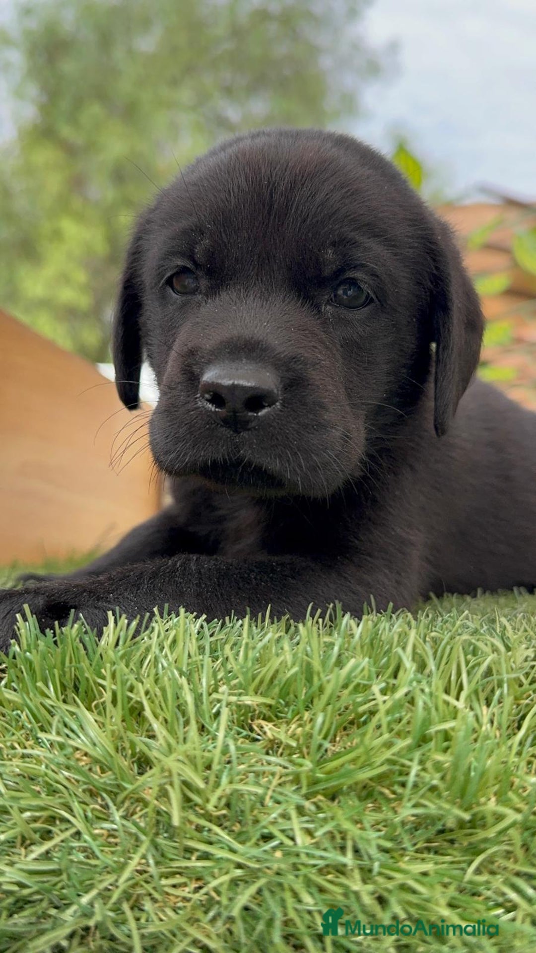 Labrador Retriever perros en venta: LABRADOR MACHO - Imagen 14