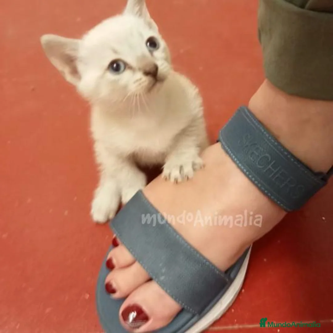 Imagen de galería {{count}}