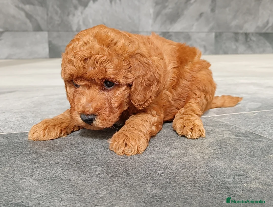 Caniche Enano perros en venta: Caniches toy / enanos  - Anuncio 4