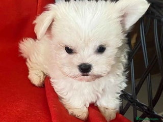 Bichón Habanero perros Bichon Habanero Hembra de Kyi 6221 - AQUANATURA en Barcelona - Anuncio 3