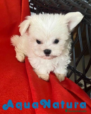 Bichón Habanero perros en Barcelona - Anuncio 5