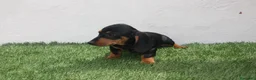 Teckel Miniatura perros en venta: Teckel miniatura  - Anuncio 6