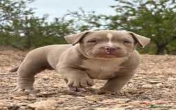 American Bully perros en venta: 💎🐾 CACHORROS AMERICAN BULLY – ¡LA MEJOR LÍNEA! - Imagen 11