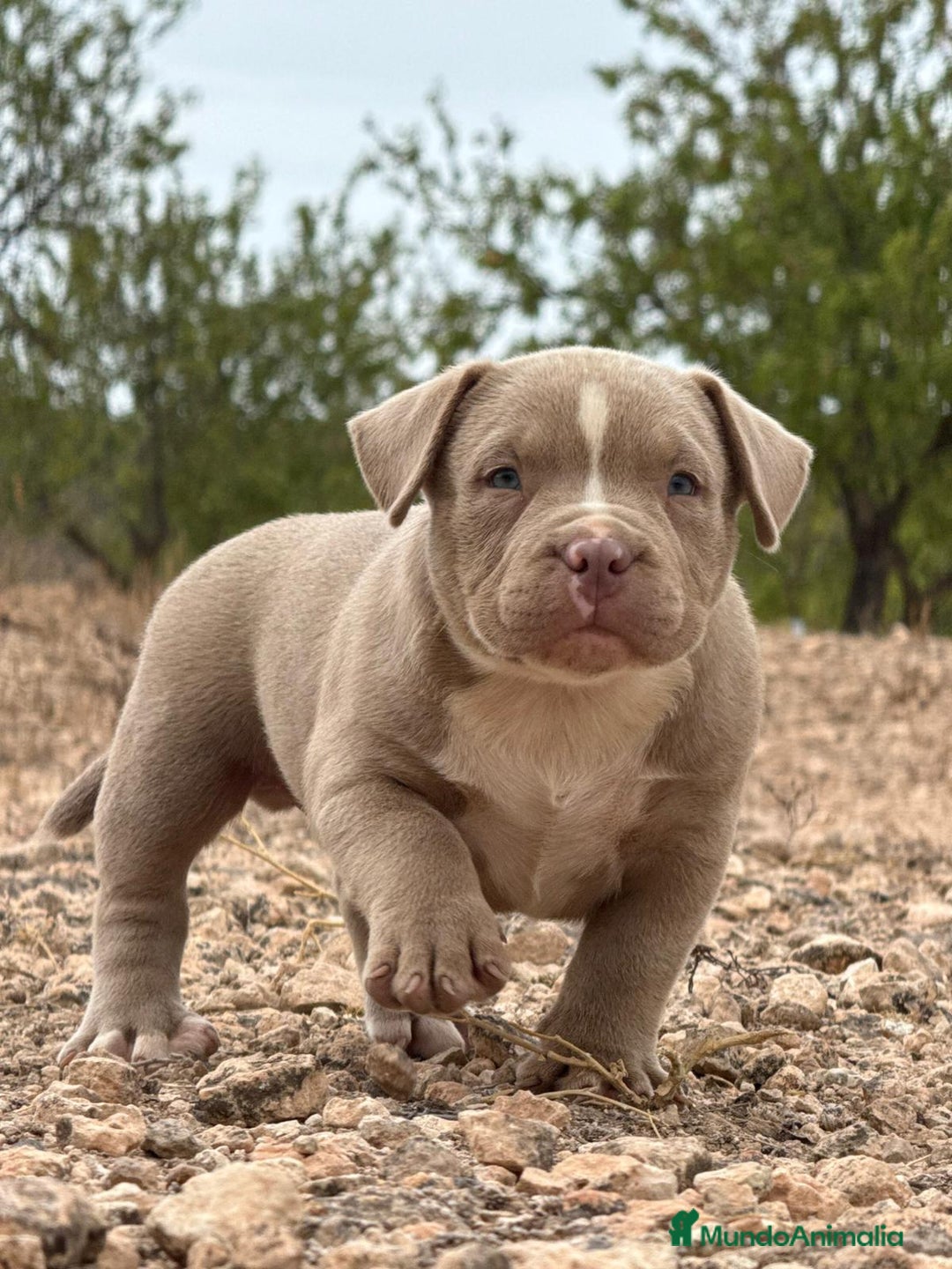 American Bully perros en venta: 💎🐾 CACHORROS AMERICAN BULLY – ¡LA MEJOR LÍNEA! - Imagen 11