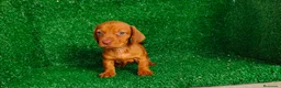Teckel Miniatura perros en venta: Teckel miniatura - Anuncio 3