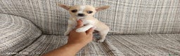 Chihuahua perros en venta: Chihuahua  en Badajoz - Anuncio 1