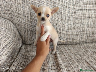 Chihuahua perros en Badajoz - Anuncio 18