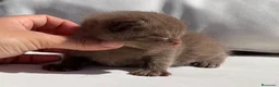 Británico de Pelo Corto gatos en venta: PRECIOSO BRITISH SHORTHAIR CHOCOLATE CINNAMON - Anuncio 3