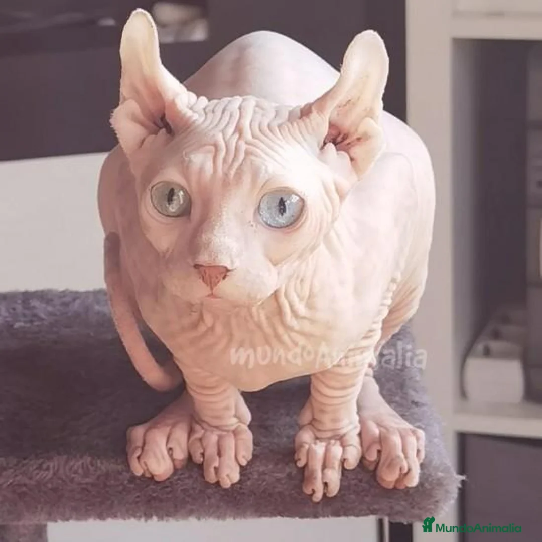 Imagen de galería {{count}}