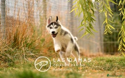 Husky Siberiano perros en venta: Husky siberiano disponibles - Imagen 6