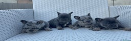 Bulldog Francés perros en venta: ‼️‼️BULLDOG FRANCES EXÓTICOS - Anuncio 1