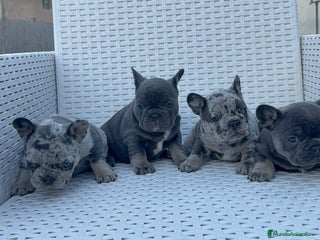 Bulldog Francés perros ‼️‼️BULLDOG FRANCES EXÓTICOS - Anuncio 1