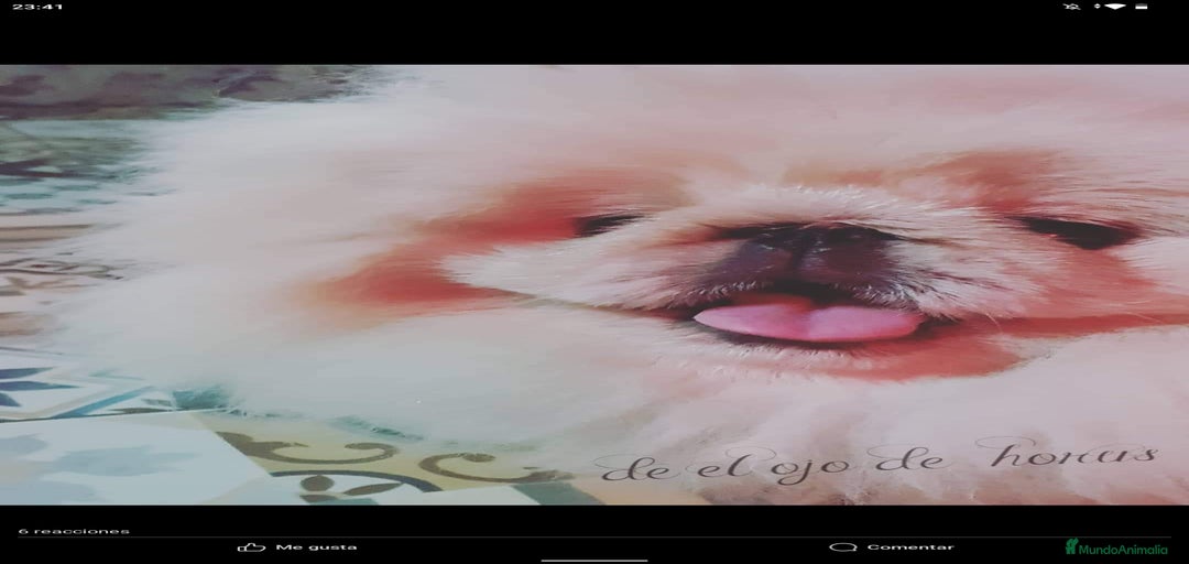 Imagen de galería {{count}}