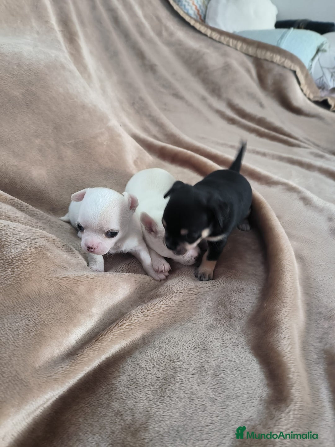 Chihuahua perros en venta: Chihuahuas toy - Imagen 3
