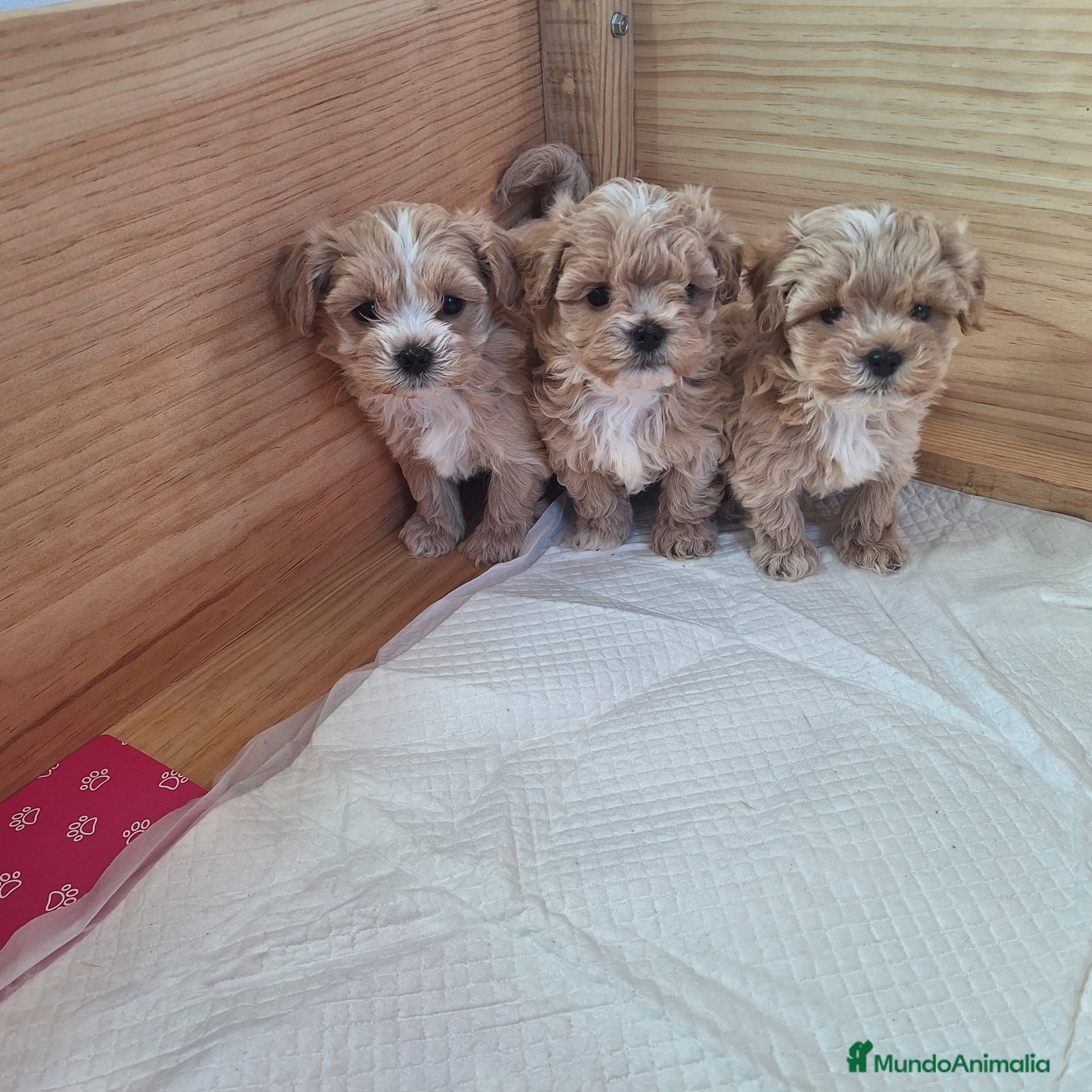 Maltipoo perros MALTIPOO TOY - Anuncio 1