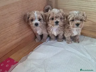 Maltipoo perros MALTIPOO TOY - Anuncio 5