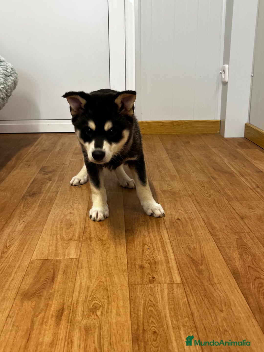 Pomsky perros en venta: Pomsky miniatura multigeneracional  - Anuncio 7
