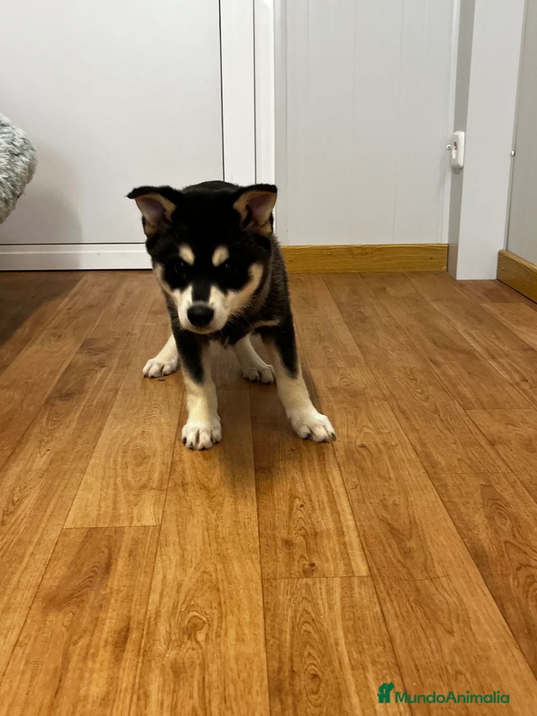 Pomsky perros en venta: Pomsky miniatura multigeneracional  - Anuncio 10