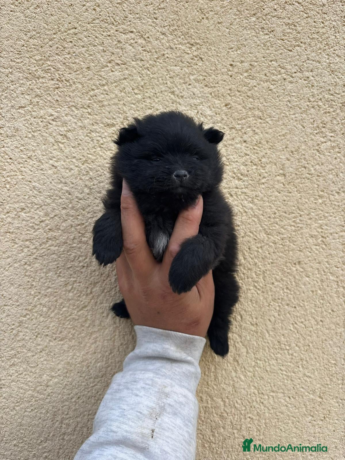 Pomerania perros Pomerania - Anuncio 2