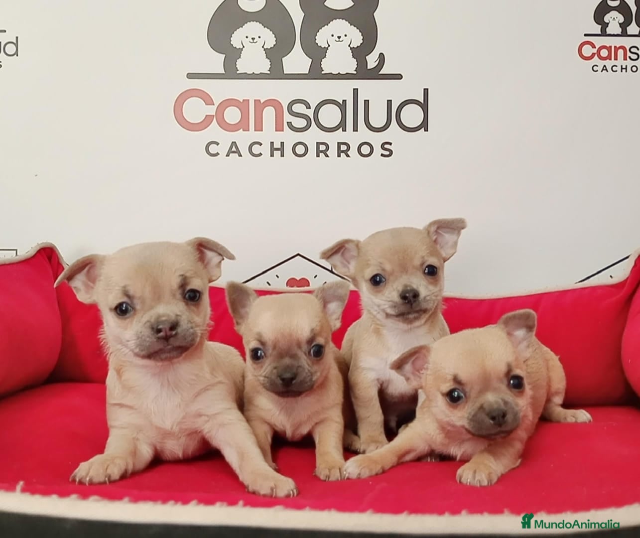 Pomchi perros Pomchi - Anuncio 6