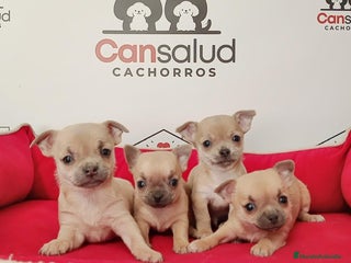 Pomchi perros Pomchi - Anuncio 32