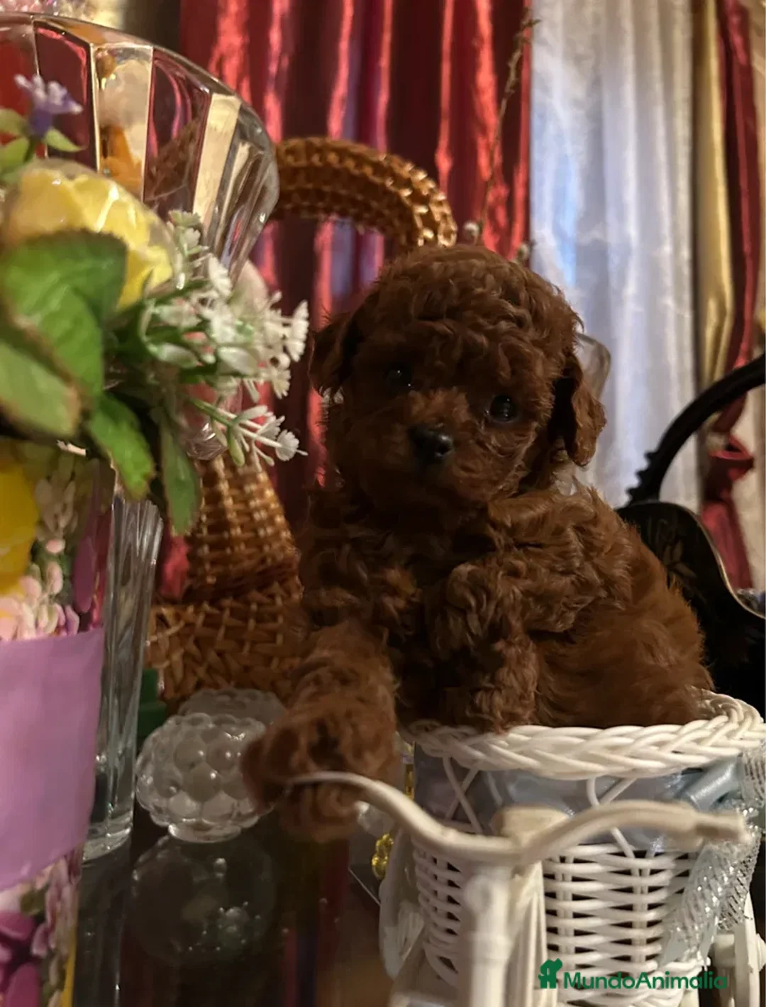 Caniche Toy perros en venta: caniche asiático, rojo, alta calidad - Imagen 2