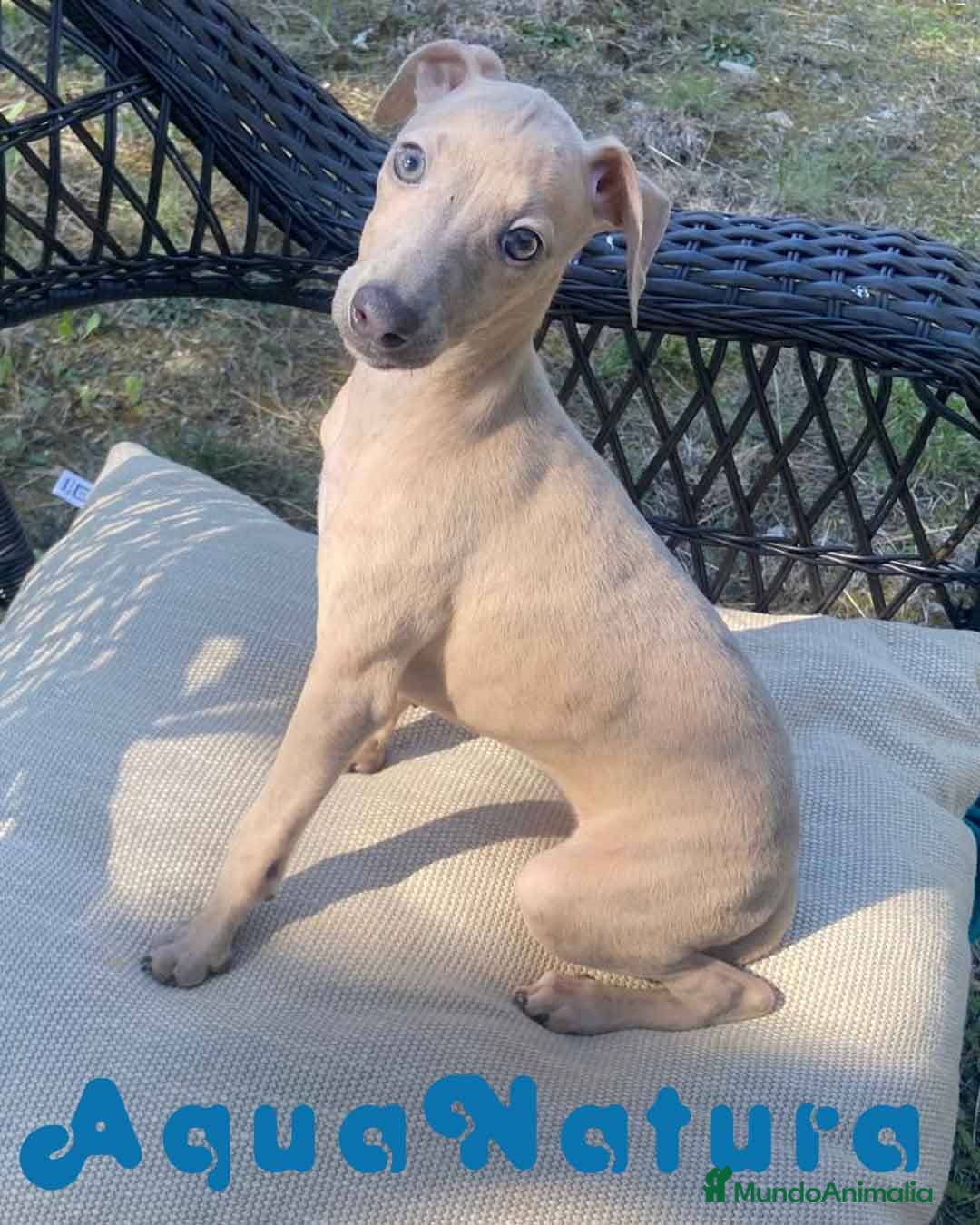 Pequeño Lebrel Italiano perros Lebrel Italiano Hembra 1977 AQUANATURA - Anuncio 1