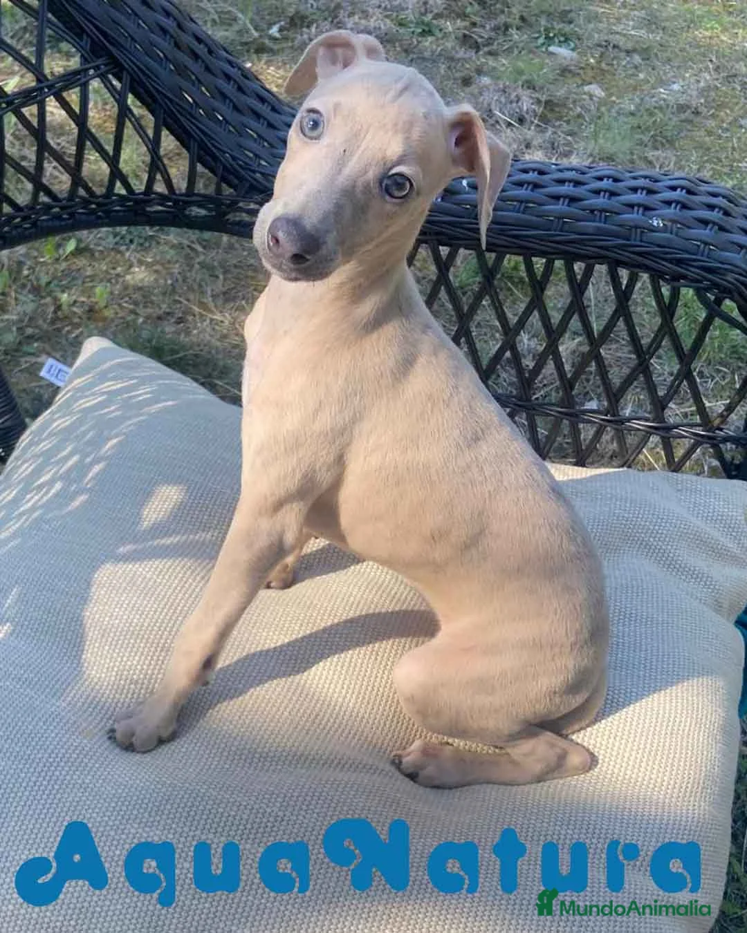 Pequeño Lebrel Italiano perros en venta: Lebrel Italiano Hembra 1977 AQUANATURA - Anuncio 1