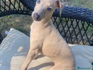 Pequeño Lebrel Italiano perros Lebrel Italiano Hembra 1977 AQUANATURA - Anuncio 1