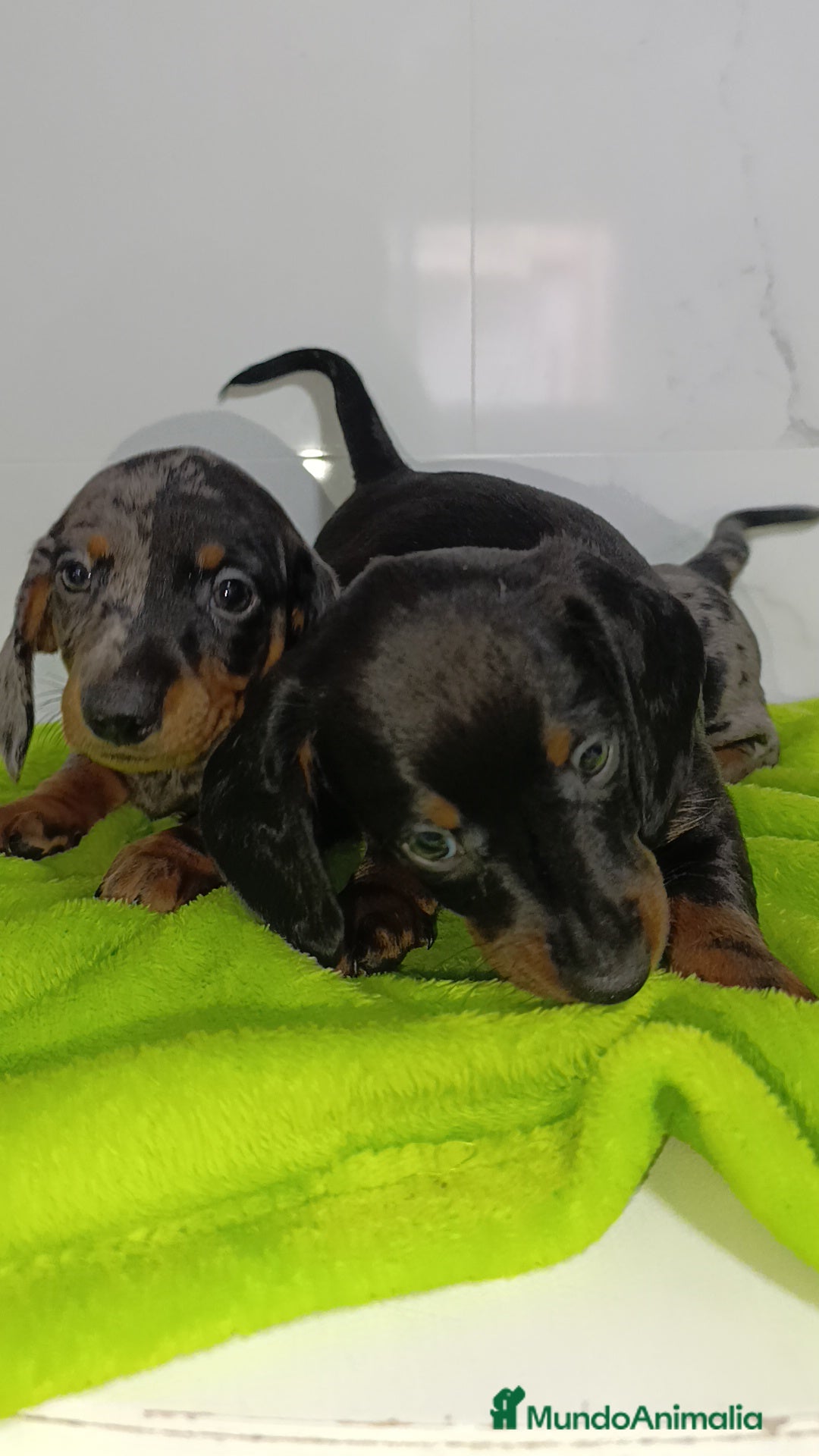 Teckel perros en venta: Impresionantes teckel kaninchen  - Imagen 6