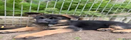 Pastor Alemán perros en venta: Cachorros pastor aleman - Anuncio 13