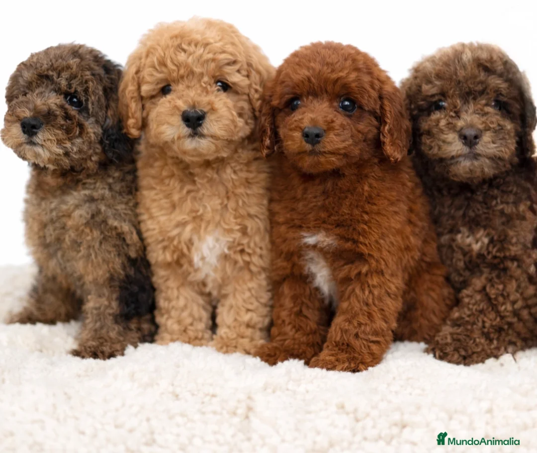 Caniche Enano perros en venta: Caniches de varios colores  - Anuncio 2