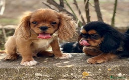 Cavalier King Charles Spaniel perros en venta: Cavalier rubi  - Imagen 4