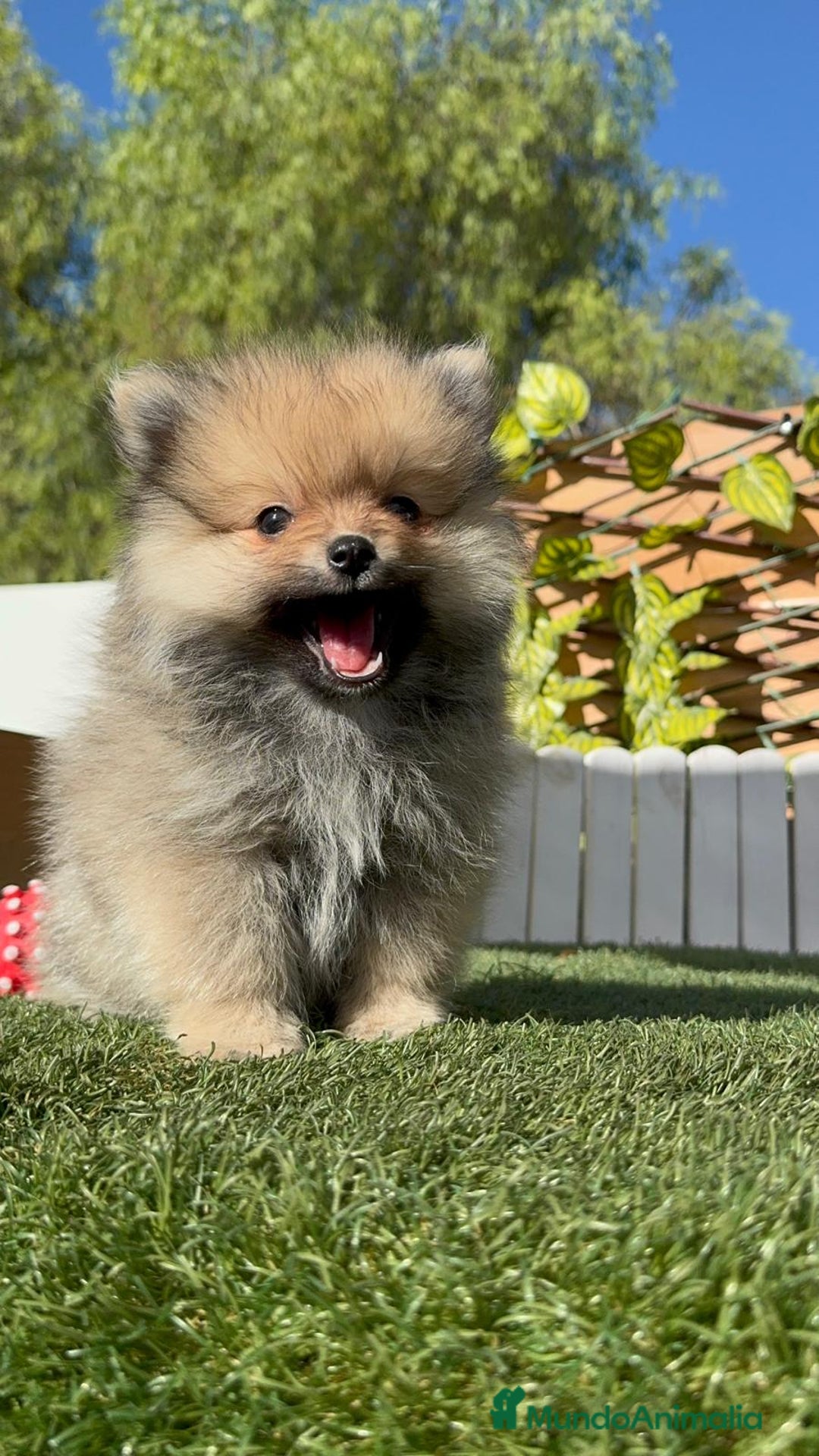 Pomerania perros en venta: POMERANIA MACHO - Imagen 4
