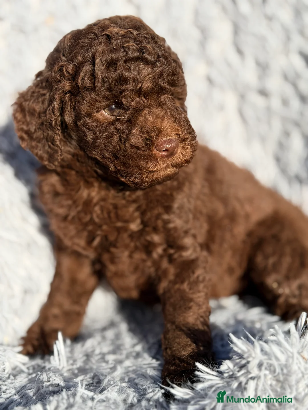 Caniche Enano perros en venta: Caniche enano chocolate  - Anuncio 4