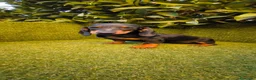 Teckel Miniatura perros en venta: teckel miniatura hembra negro fuego  - Anuncio 3