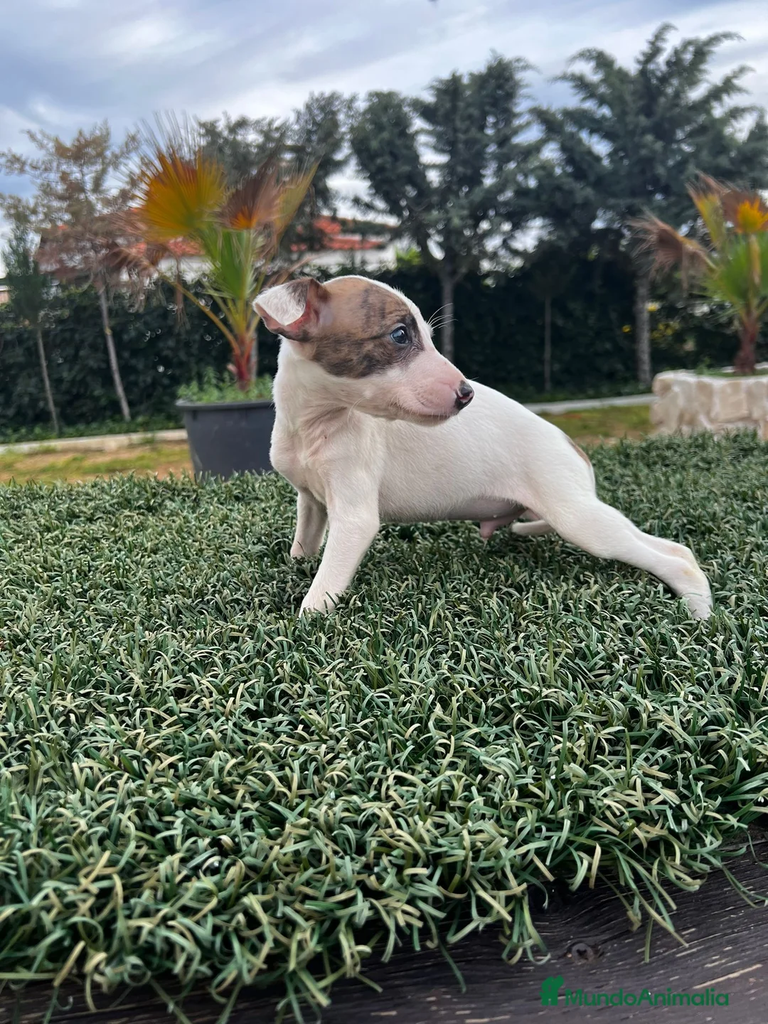 Whippet perros en venta: WHIPPET DE PELICULA //// en Badajoz - Anuncio 6