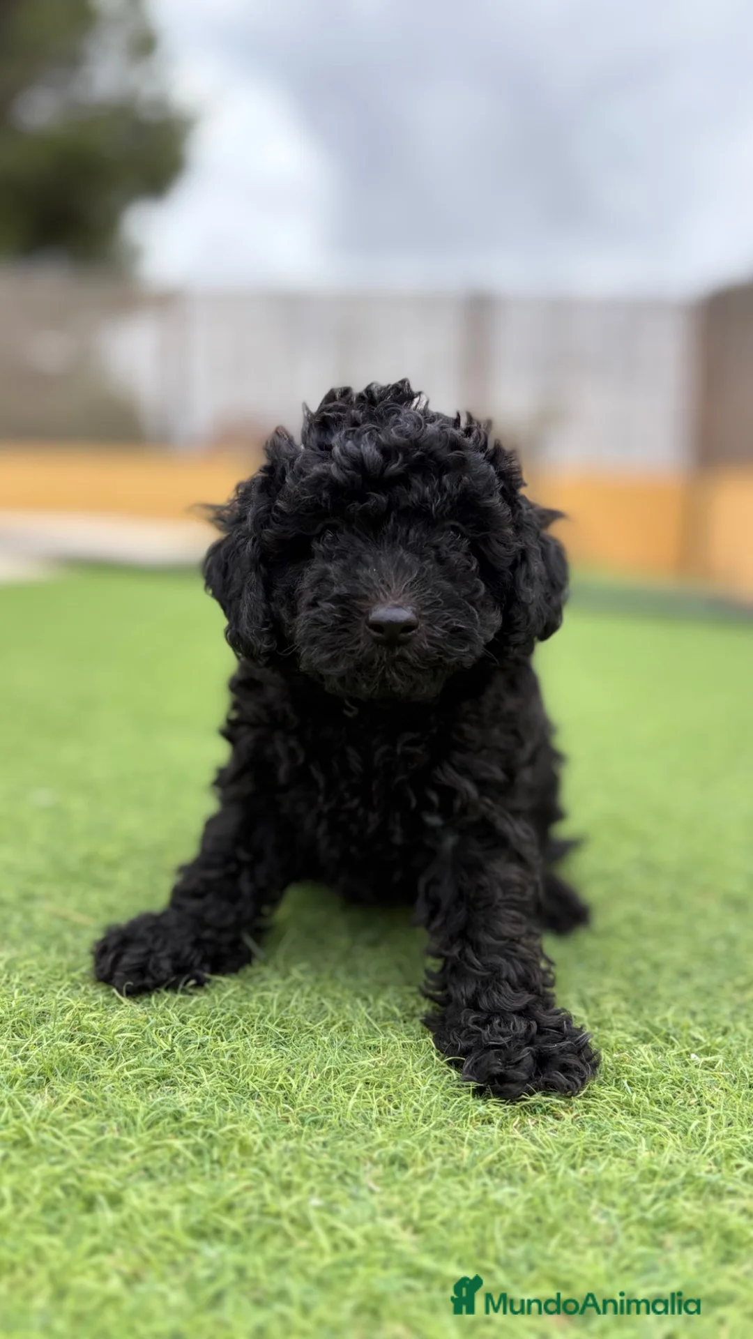 Caniche Toy perros en venta: Caniche Toy - Anuncio 3