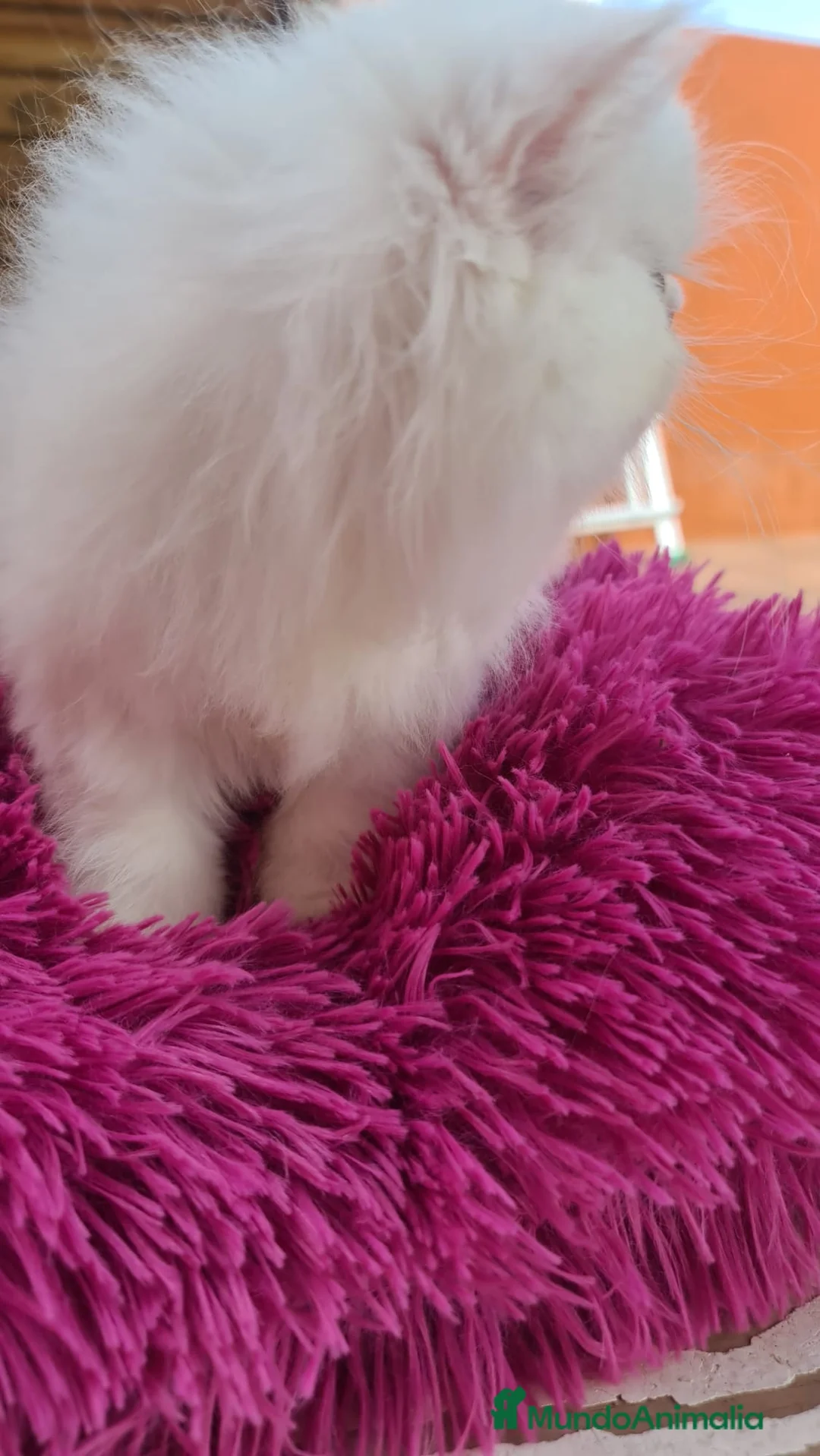 Himalayo gatos en venta: Precioso macho Himalayo en Madrid - Anuncio 2