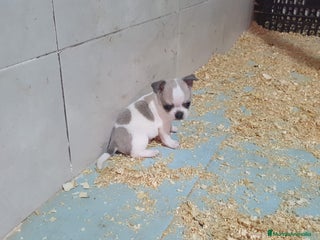 Chihuahua perros - Anuncio 13