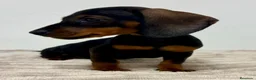 Teckel Miniatura perros en venta: Teckel miniatura - Anuncio 10